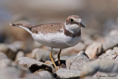 Charadrius dubius Little Ringed Plover Flussregenpfeifer