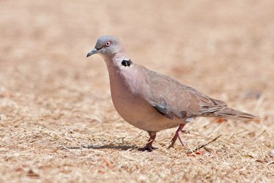 COLUMBIFORMES - Pigeons - Tauben