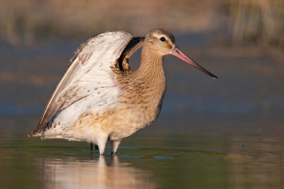 Limosa lapponica Bar-tailed Godwit Pfuhlschnepfe