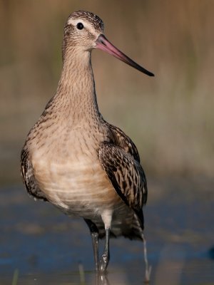 Limosa lapponica Bar-tailed Godwit Pfuhlschnepfe