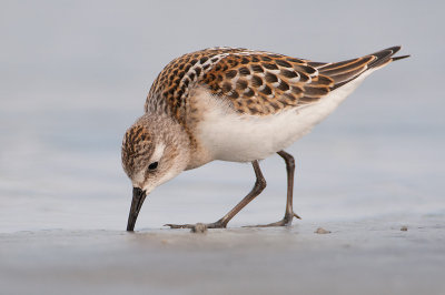 Calidris minuta Little Stint Zwergstrandläufer