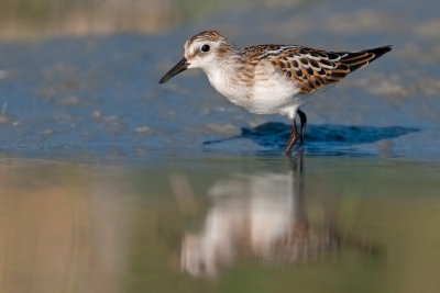 Calidris minuta Little Stint Zwergstrandläufer