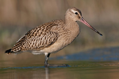 Limosa lapponica Bar-tailed Godwit Pfuhlschnepfe