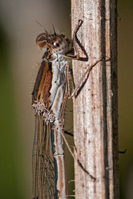 Sympecma fusca  Common Winter Damselfly  Gemeine Winterlibelle