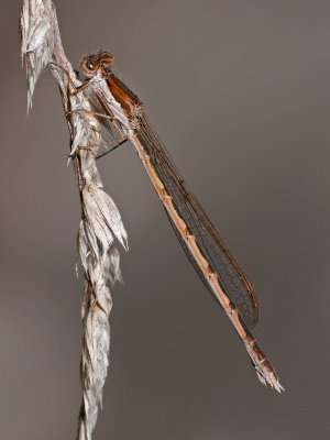 Sympecma fusca  Common Winter Damselfly  Gemeine Winterlibelle