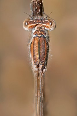 Sympecma fusca  Common Winter Damselfly  Gemeine Winterlibelle