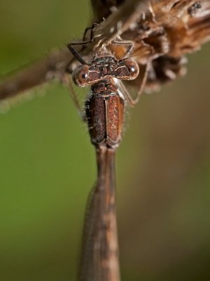 Sympecma fusca  Common Winter Damselfly  Gemeine Winterlibelle