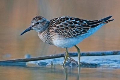 Calidris melanotos Pectoral Sandpiper Graubruststrandläufer