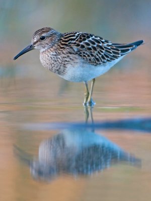 Calidris melanotos  Pectoral Sandpiper  Graubruststrandlufer