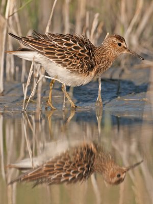 Calidris melanotos Pectoral Sandpiper Graubruststrandläufer
