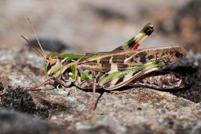 Oedaleus decorus Kreuzschrecke