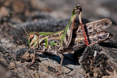 Oedaleus decorus Kreuzschrecke