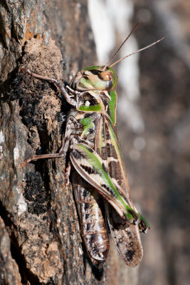 Oedaleus decorus Kreuzschrecke