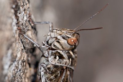 Oedaleus decorus Kreuzschrecke