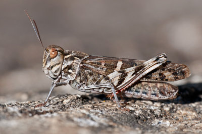 Oedaleus decorus Kreuzschrecke