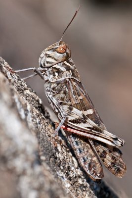 Oedaleus decorus Kreuzschrecke