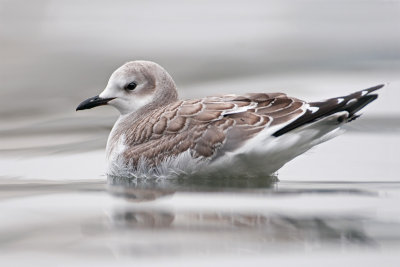 Xema sabini  Sabine's Gull  Schwalbenmwe