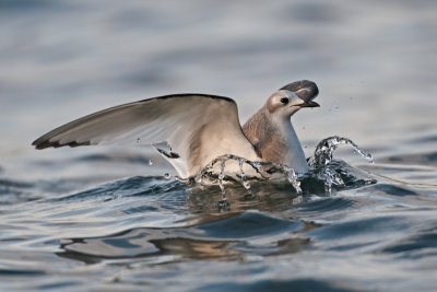 Xema sabini  Sabine's Gull  Schwalbenmwe