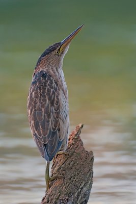 Ixobrychus minutus  Little Bittern  Zwergdommel