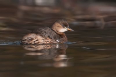 Podiceps ruficollis  Little Grebe  Zwergtaucher