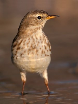 Anthus spinoletta  Water Pipit  Bergpieper