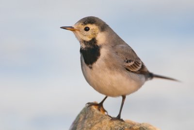 Motacilla alba  White Wagtail  Bachstelze