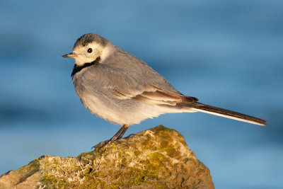 Motacilla alba  White Wagtail  Bachstelze