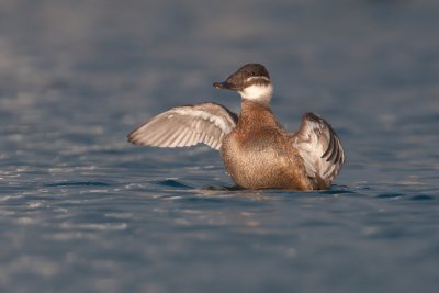 Oxyura leucocephala  White-headed Duck  Weikopf-Ruderente