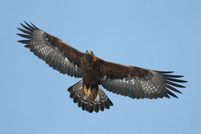 Aquila chrysaetos  Golden Eagle  Steinadler