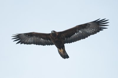 Aquila chrysaetos  Golden Eagle  Steinadler