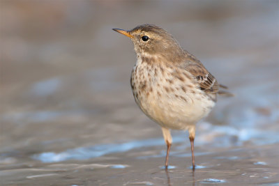 Anthus spinoletta Water Pipit Bergpieper