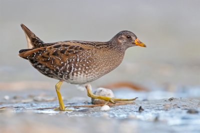 GRUIFORMES - Rails, Crakes, Coots, Cranes - Rallen, Kraniche