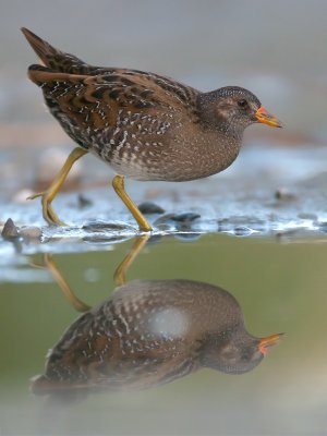 Porzana Porzana  Spotted Crake  Tpfelsumpfhuhn