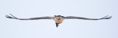 Gypaetus barbatus  Bearded Vulture  Bartgeier