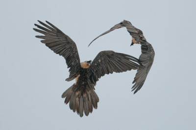 Gypaetus barbatus  Bearded Vulture  Bartgeier
