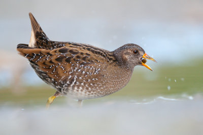 Porzana Porzana  Spotted Crake  Tpfelsumpfhuhn