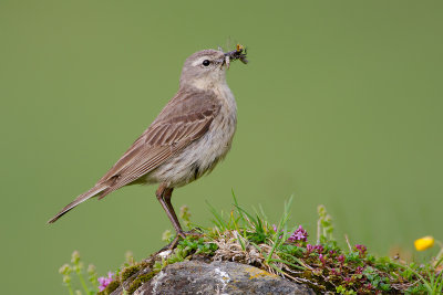 Anthus spinoletta  Water Pipit  Bergpieper