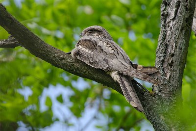 Caprimulgus europaeus  Nightjar  Ziegenmelker