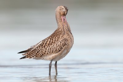Limosa lapponica Bar-tailed Godwit Pfuhlschnepfe