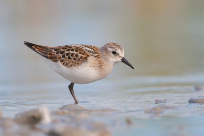 Calidris minuta Little Stint Zwergstrandläufer