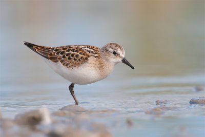 Calidris minuta  Little Stint  Zwergstrandlufer