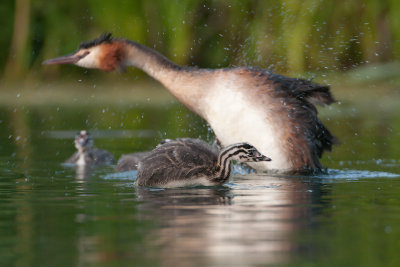Podiceps cristatus  Great Crested Grebe  Haubentaucher