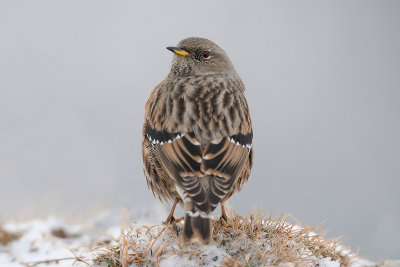 Prunella collaris Alpine Accentor Alpenbraunelle