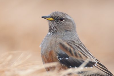 Prunella collaris Alpine Accentor Alpenbraunelle