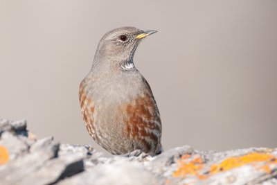 Prunella collaris Alpine Accentor Alpenbraunelle