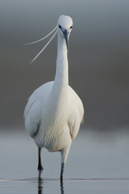 Egretta garzetta  Little Egret  Seidenreiher