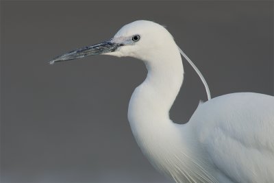 Egretta garzetta  Little Egret  Seidenreiher