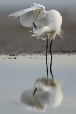 Egretta garzetta  Little Egret  Seidenreiher