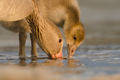 Anser anser  Greylag Goose  Graugans