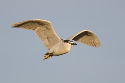 Nycticorax nycticorax  Black-crowned Night Heron  Nachtreiher